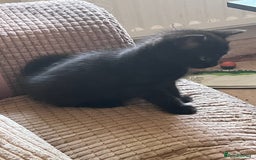 Mixed Breed cats for sale: 2 half Persian kittens - Image 1