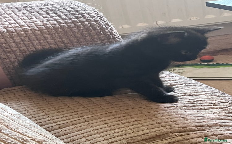 Mixed Breed cats - Advert 1