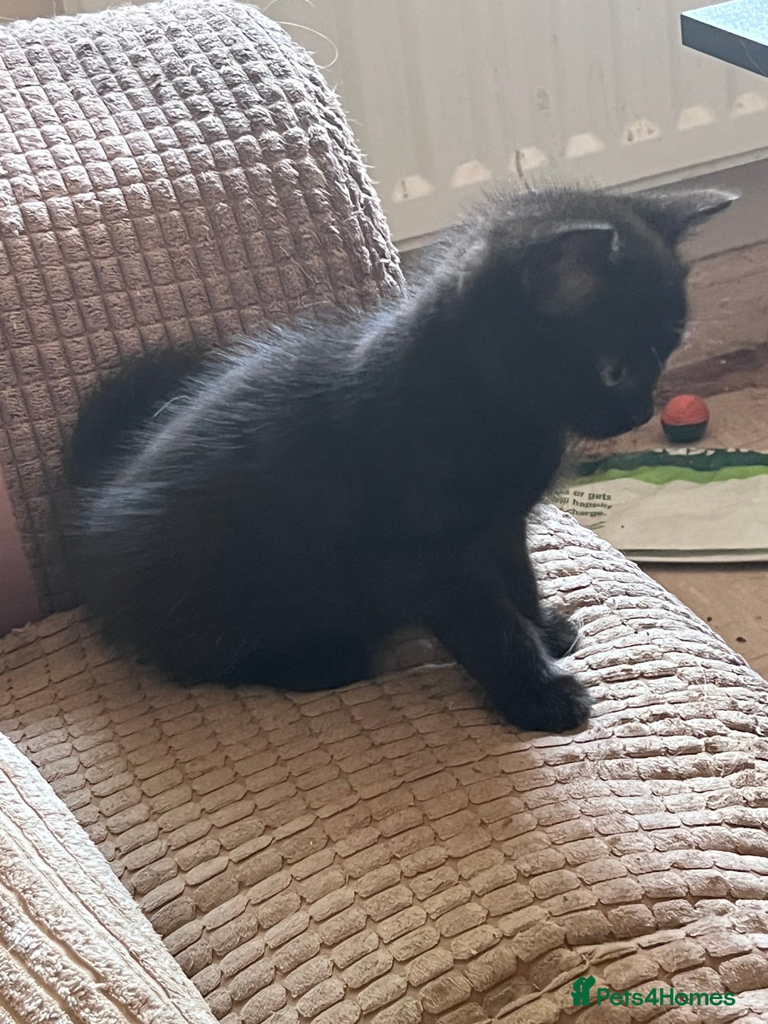 Mixed Breed cats for sale: 2 half Persian kittens - Image 1