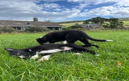 Border Collie dogs for sale: ⭐️ Border Collie Puppies ⭐️ - Image 16