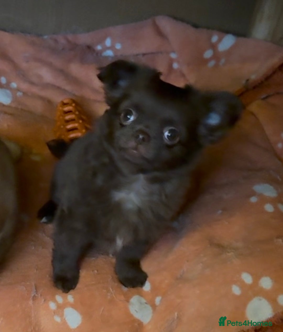 Chihuahua dogs for sale: Chihuahua KC puppies - Image 8