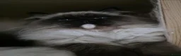 Ragdoll cats for sale: ✨️Champion European lines. Tica registered - Advert 19