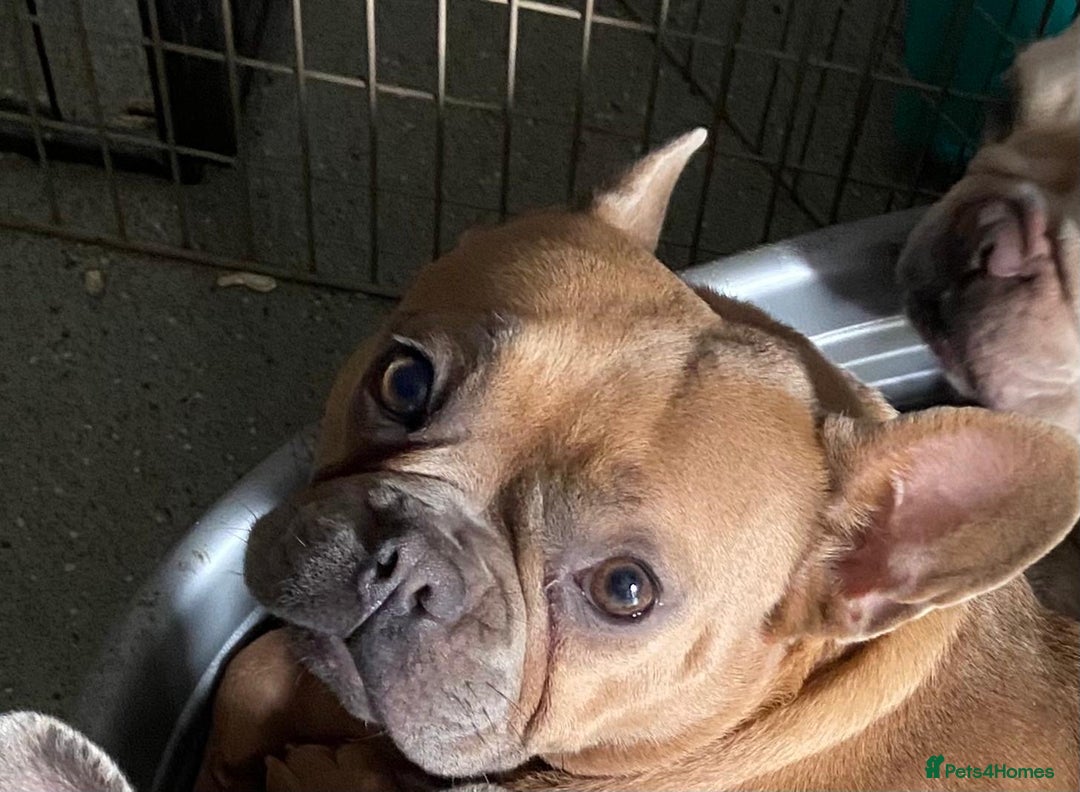 French Bulldog dogs for sale: Female French Bulldog - Advert 5