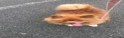 Pomeranian dogs for sale: Pomeranian puppy - 3 months old - Advert 9