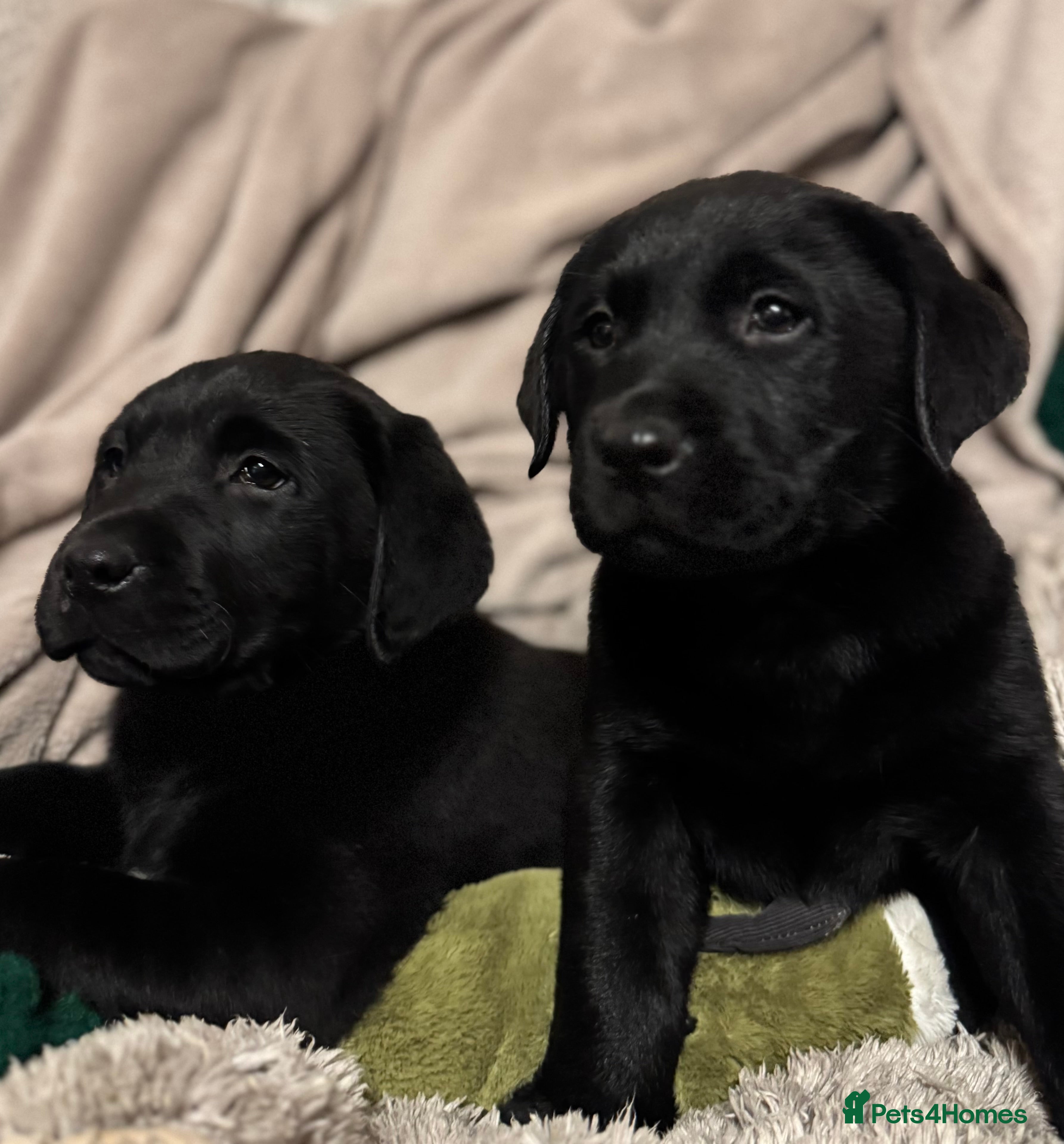 Labrador Retriever dogs KC *Vet Inspected* Black & Yellow Labrador Pups  - Advert 3