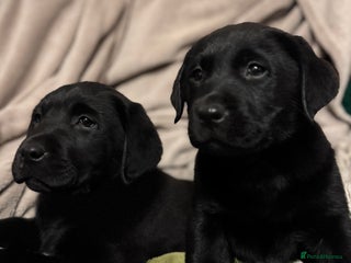 Labrador Retriever dogs KC *Vet Inspected* Black & Yellow Labrador Pups - Advert 12