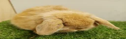 Mini Lop rabbits for sale: Vaccinated Baby Mini Lops-with new Yurvac vaccine - Advert 4