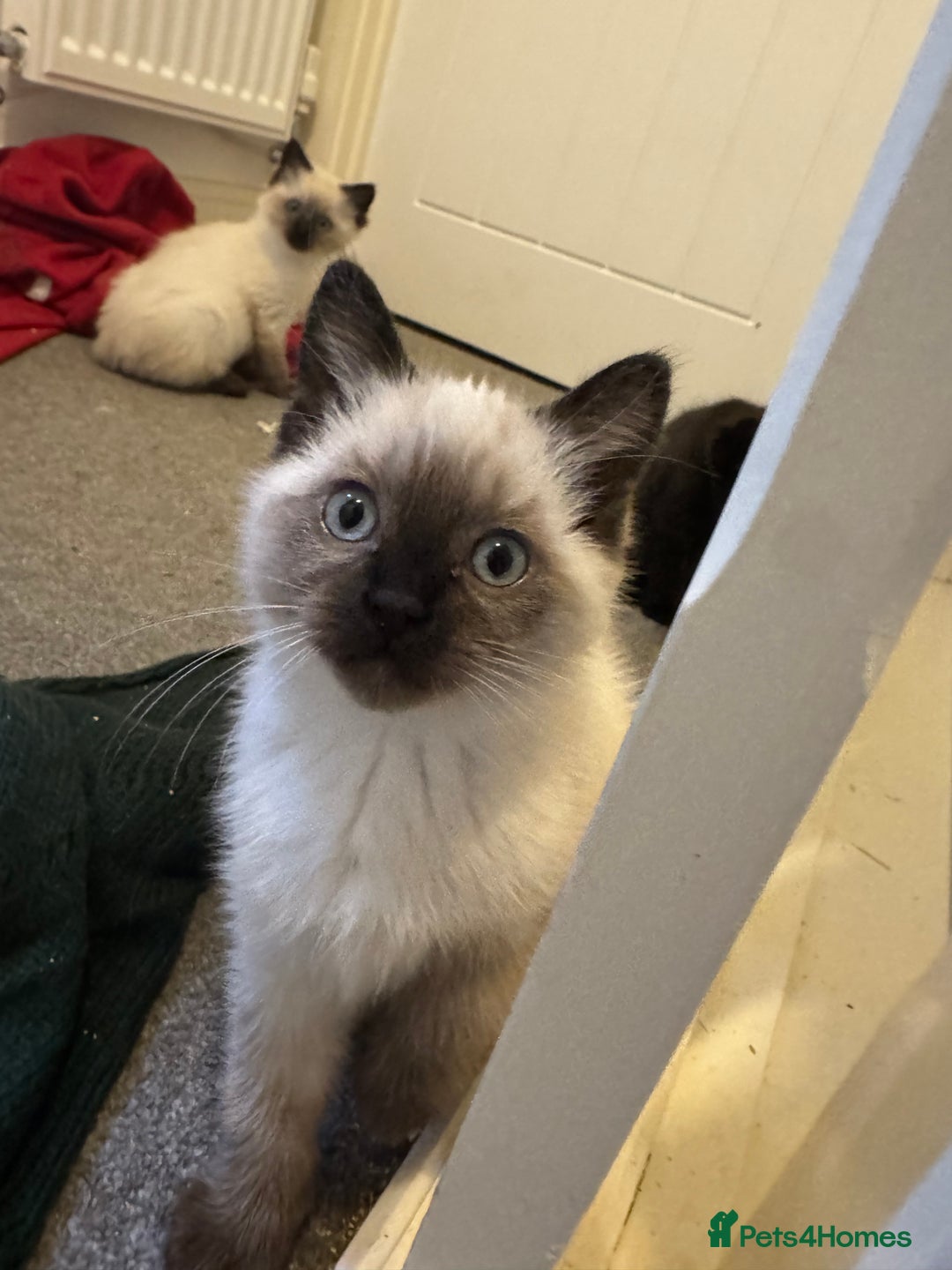 Ragdoll cats for sale: 9 weeks old!!! Gorgeous Ragdoll x kittens  - Advert 7