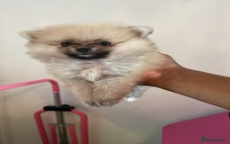 Pomeranian dogs for sale: Pomeranian Puppies for Sale - Image 4