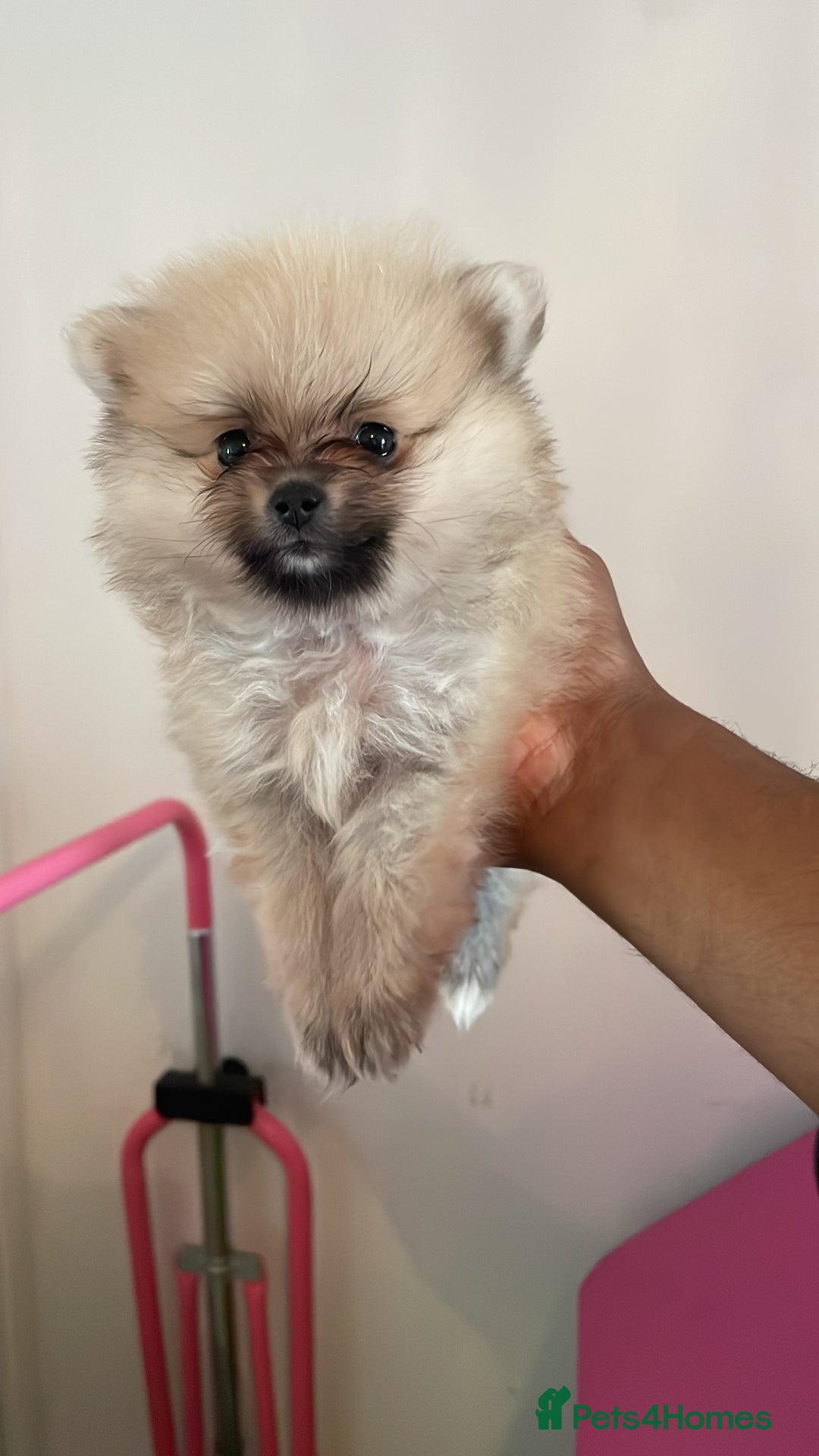 Pomeranian dogs for sale: Pomeranian Puppies for Sale - Image 4