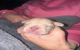 Mixed Breed dogs for sale: French bulldog x American bulldog  - Image 10