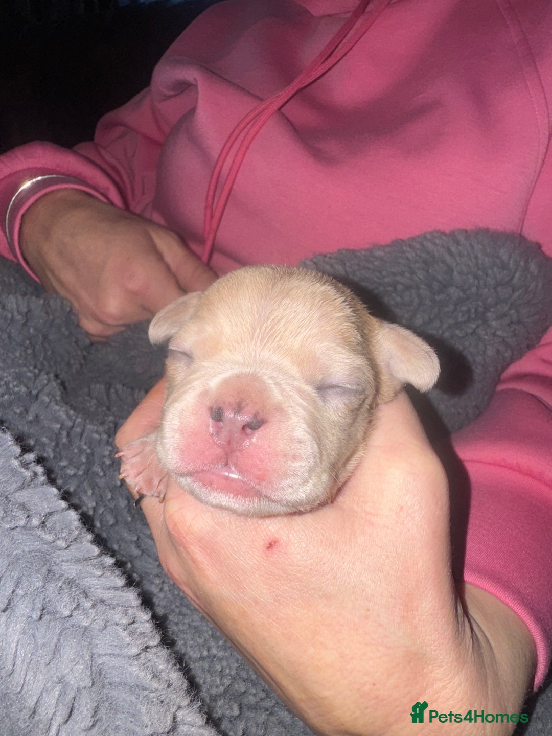 Mixed Breed dogs for sale: French bulldog x American bulldog  - Image 10