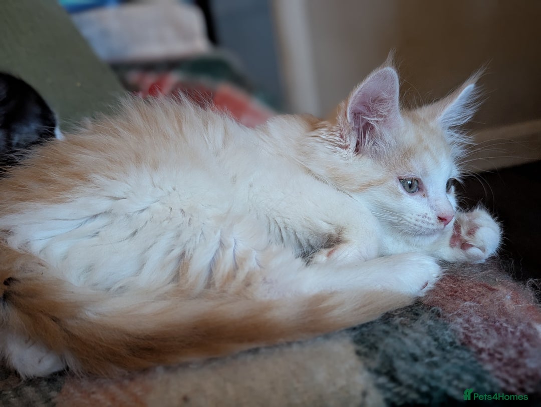 Maine Coon cats for sale: Maine Coon Kittens - Image 15