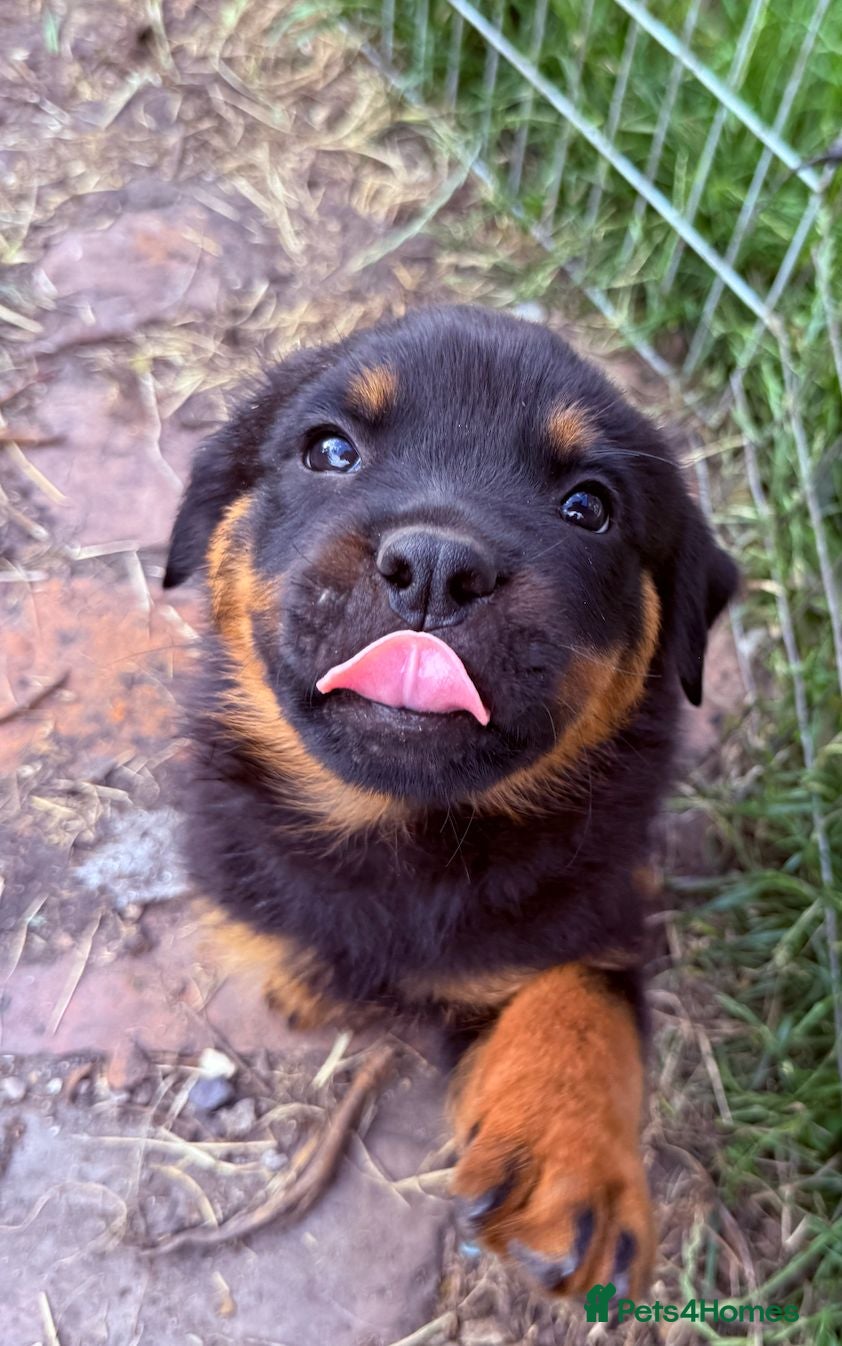 Rottweiler dogs 8 Gorgeous Rottweiler Puppies  - Advert 6