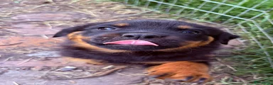Rottweiler Puppy 4