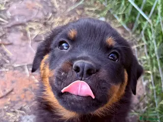 Rottweiler dogs 8 Gorgeous Rottweiler Puppies - Advert 6