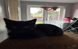 Mixed Breed cats for sale: 1 Male, 3x Female kittens - Image 2