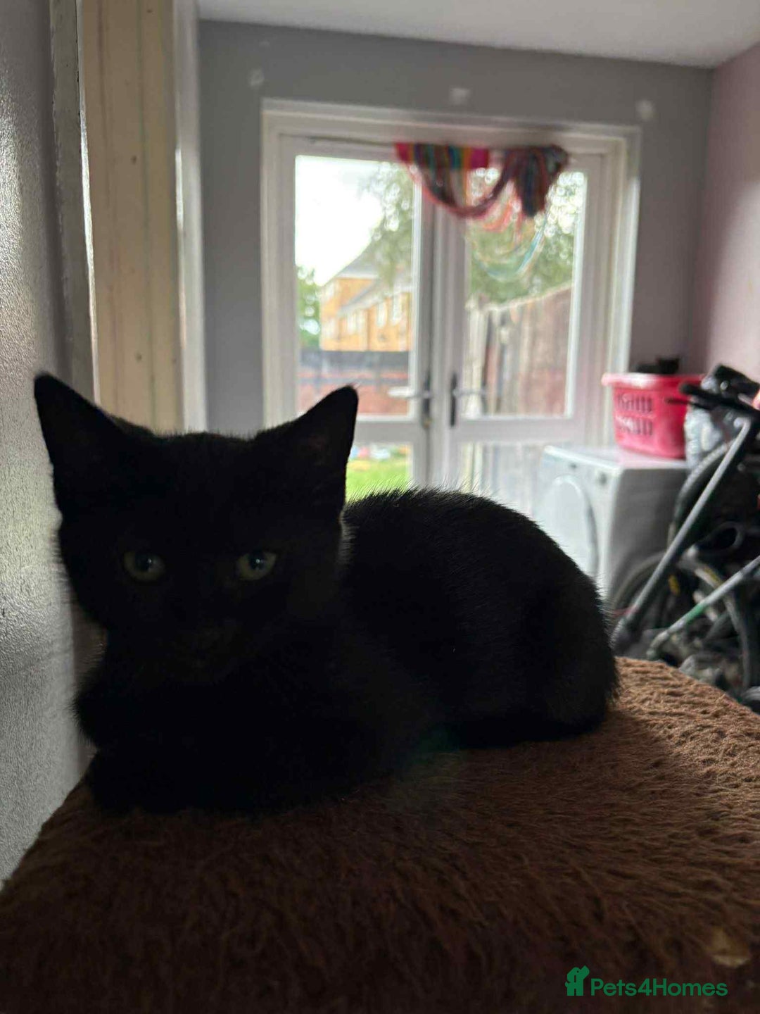 Mixed Breed cats for sale: 1 Male, 3x Female kittens - Image 2