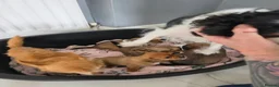 Mixed Breed dogs for sale: Chilliers puppies in Newcastle upon Tyne - Advert 7