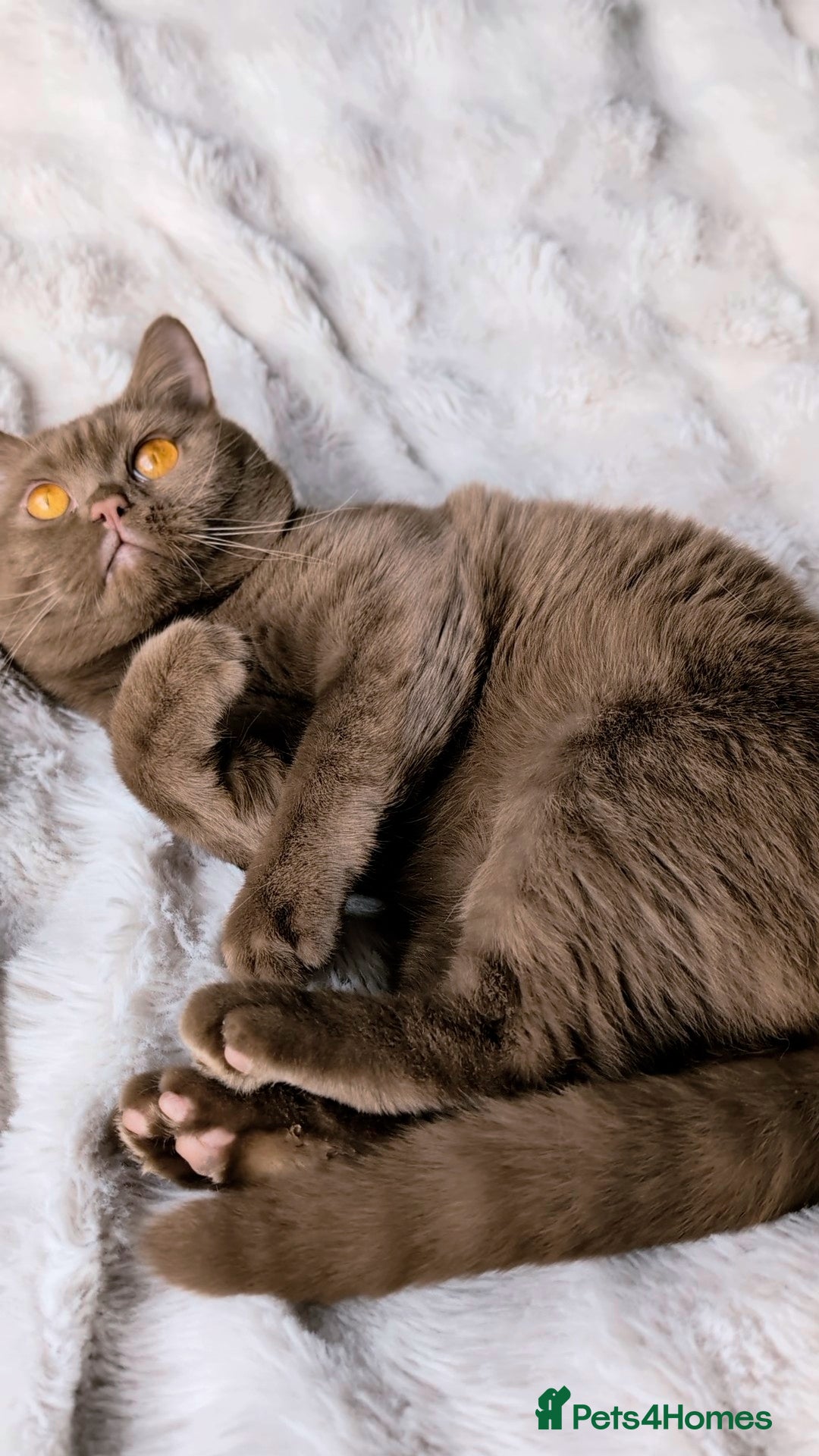 British Shorthair cats for stud: 💦CINNAMON🩸Blood B❣️GCCF & TICA 💙STUD only  - Advert 14