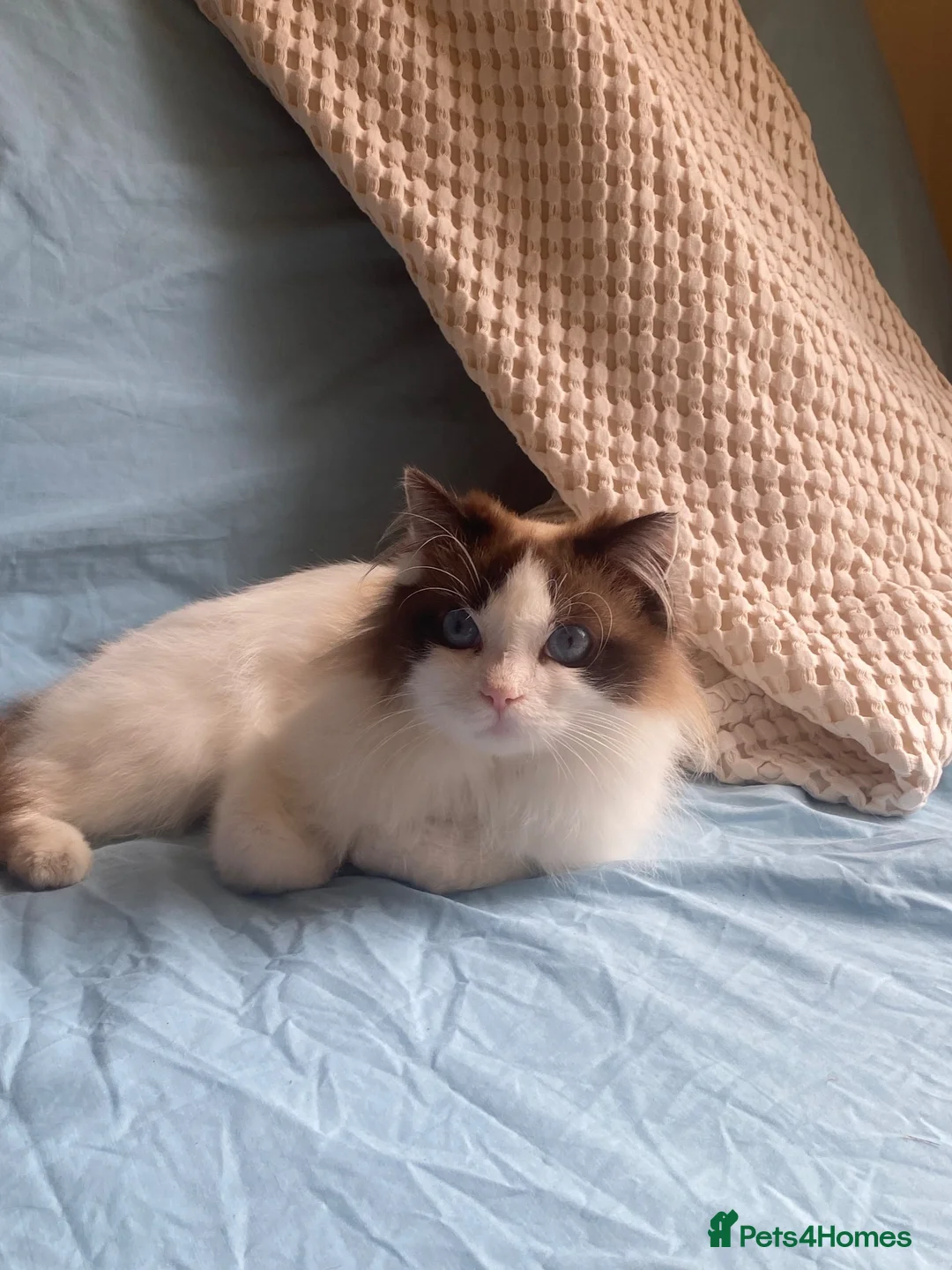 Ragdoll cats for sale: Bicolour ragdoll Bebe - Advert 1