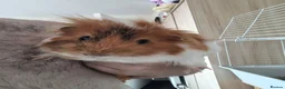 Guinea Pig rodents for sale: Male Guinea pig for sale  - Advert 2