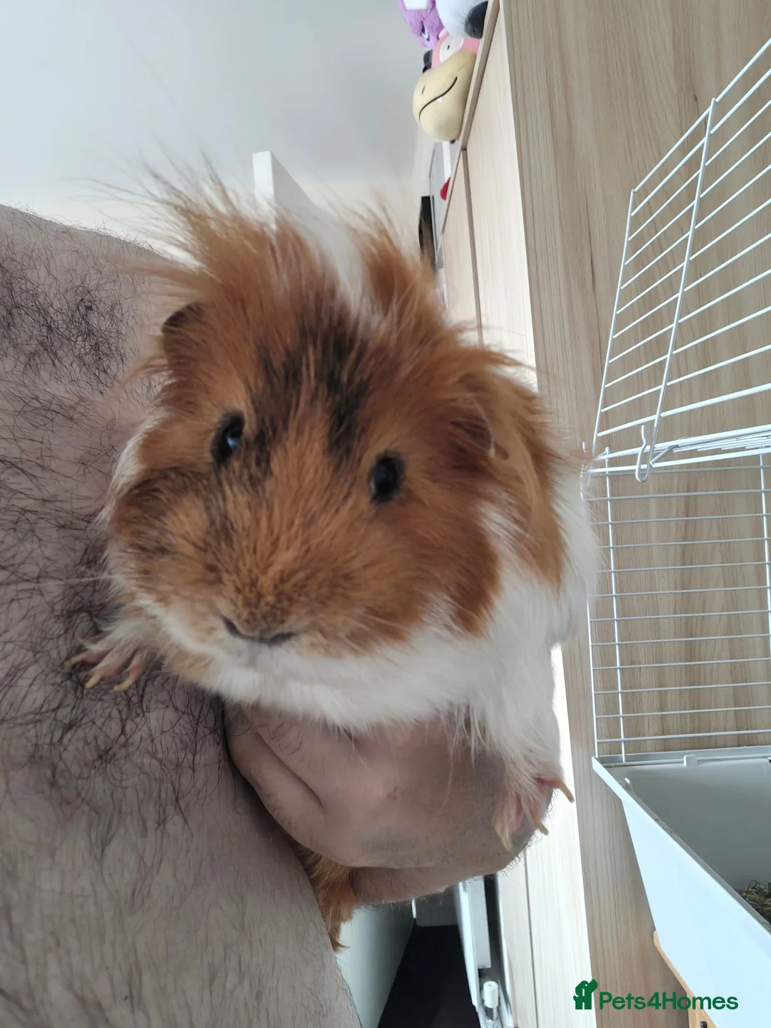 Guinea Pig rodents for sale: Male Guinea pig for sale  - Advert 2