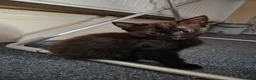 Mixed Breed cats for sale: 3 female kittens READY TO LEAVE NOW in Derby - Advert 5
