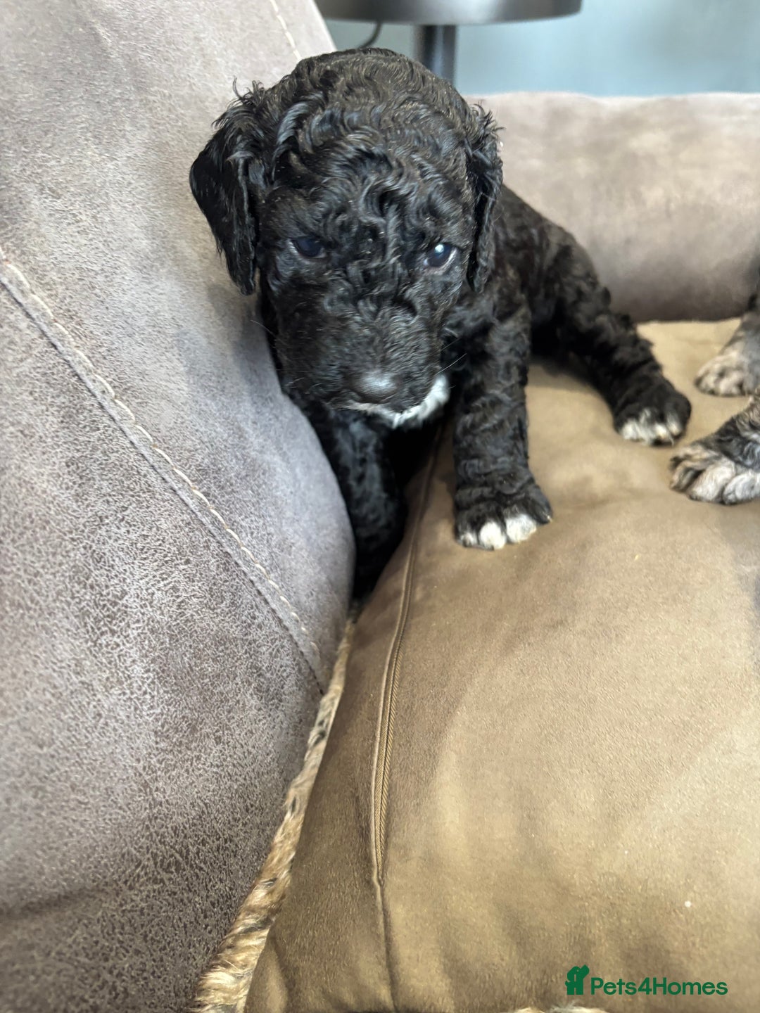 Mixed Breed dogs for sale: ✨ 2 Labradoodle x Australian Labradoodle Puppies  - Image 5