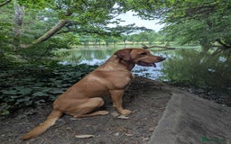 Labrador Retriever dogs for stud: Fox Red Champion Line Working Lab - Image 1