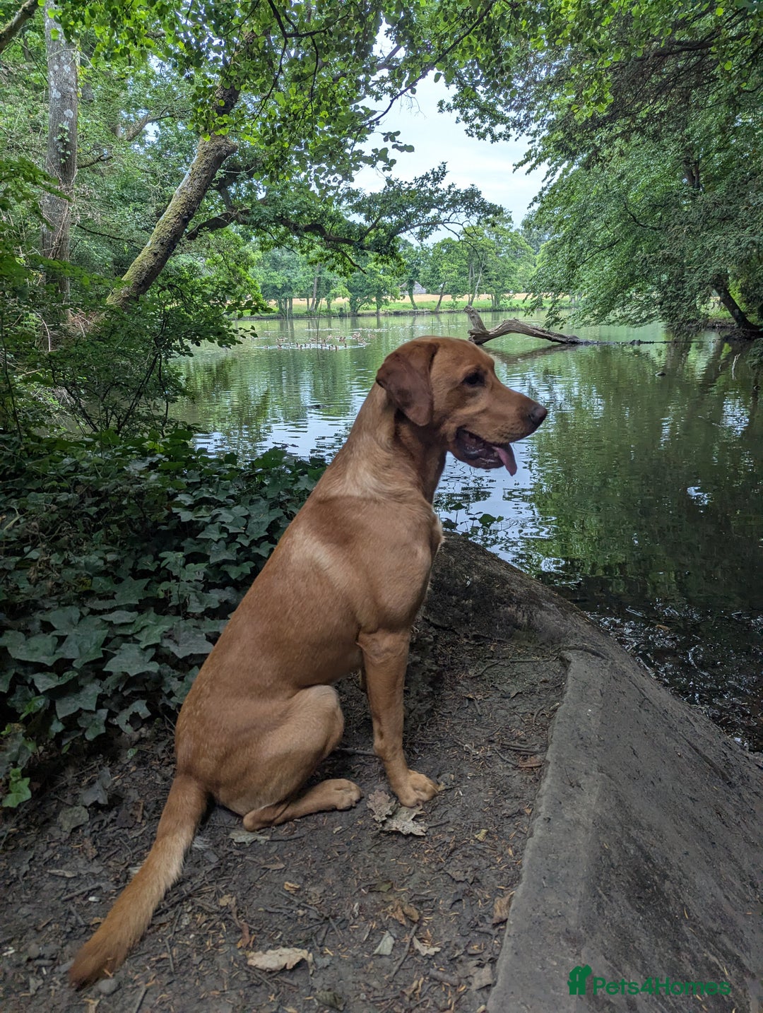 Labrador Retriever dogs for stud: Fox Red Champion Line Working Lab - Image 1