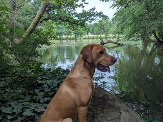 Labrador Retriever dogs Fox Red Champion Line Working Lab - Advert 17