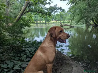 Labrador Retriever dogs Fox Red Champion Line Working Lab - Advert 16