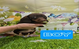 Miniature Dachshund dogs for sale: Beautiful miniature dachshund puppies - Image 11