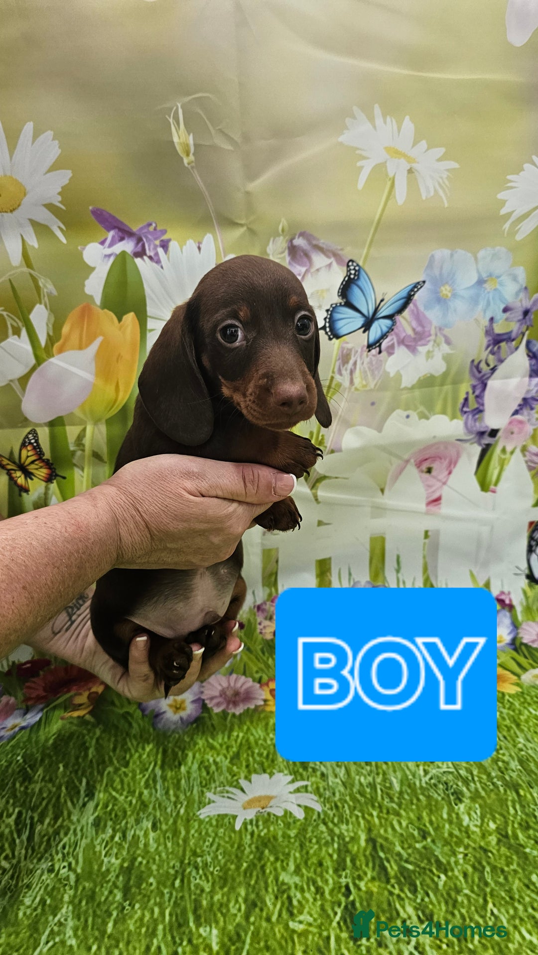 Miniature Dachshund dogs for sale: Beautiful miniature dachshund puppies - Image 11