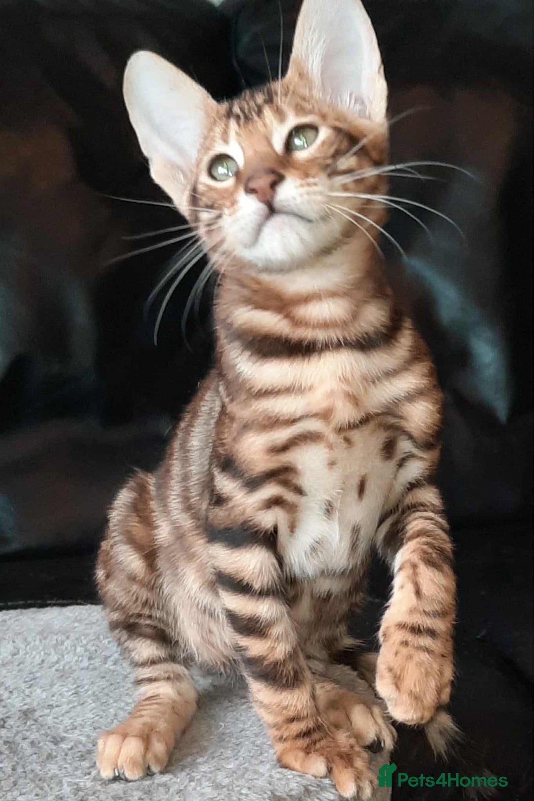 Toyger cats for sale: STUNNING TICA REG, PEDIGREE TOYGER CUBS - Image 3