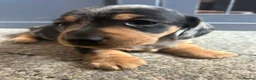 Miniature Dachshund dogs for sale: 2 beautiful dachshund boys left - Advert 10