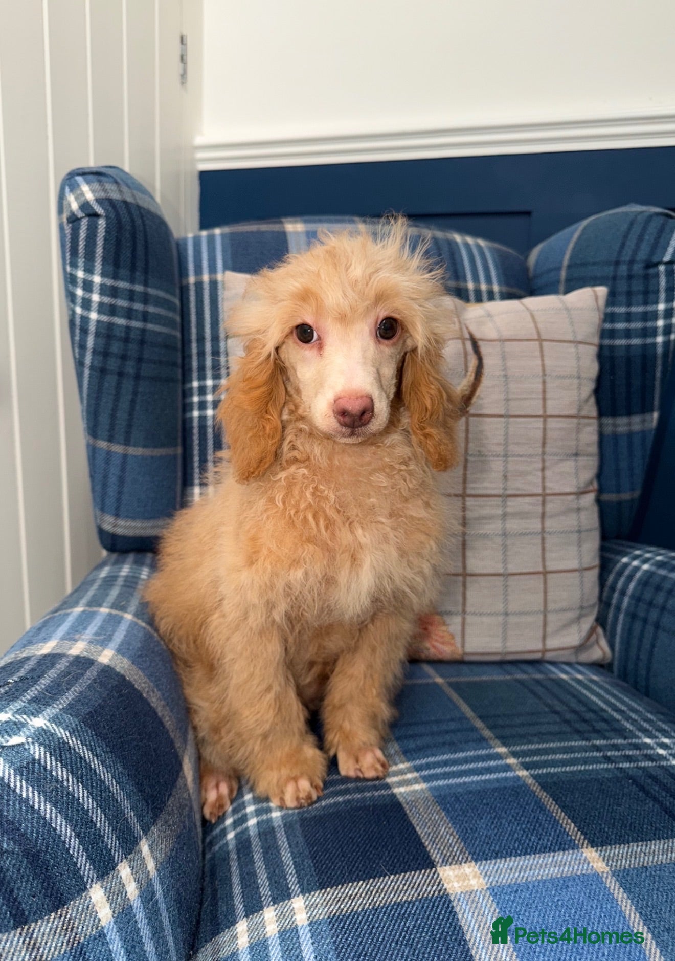 Miniature Poodle dogs 🩷Beautiful Mini Poodle Puppies - Ready Now 💜 - Advert 2