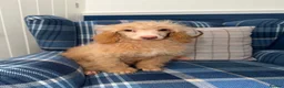 Miniature Poodle dogs for sale: 🩷Beautiful Mini Poodle Puppies - Ready Now 💜 - Advert 1