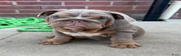 English Bulldog dogs for sale: Gorgeous KC English Bulldog Puppies🐶 - Advert 14