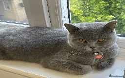 British Shorthair cats for sale: 🏆Grand Imperial Champion Sired GCCF Registered🏆  - Image 12