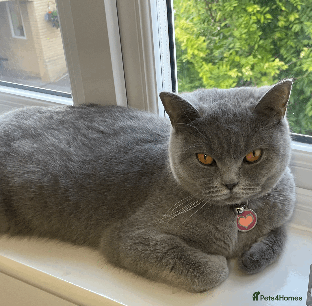 British Shorthair cats for sale: 🏆Grand Imperial Champion Sired GCCF Registered🏆  - Image 12