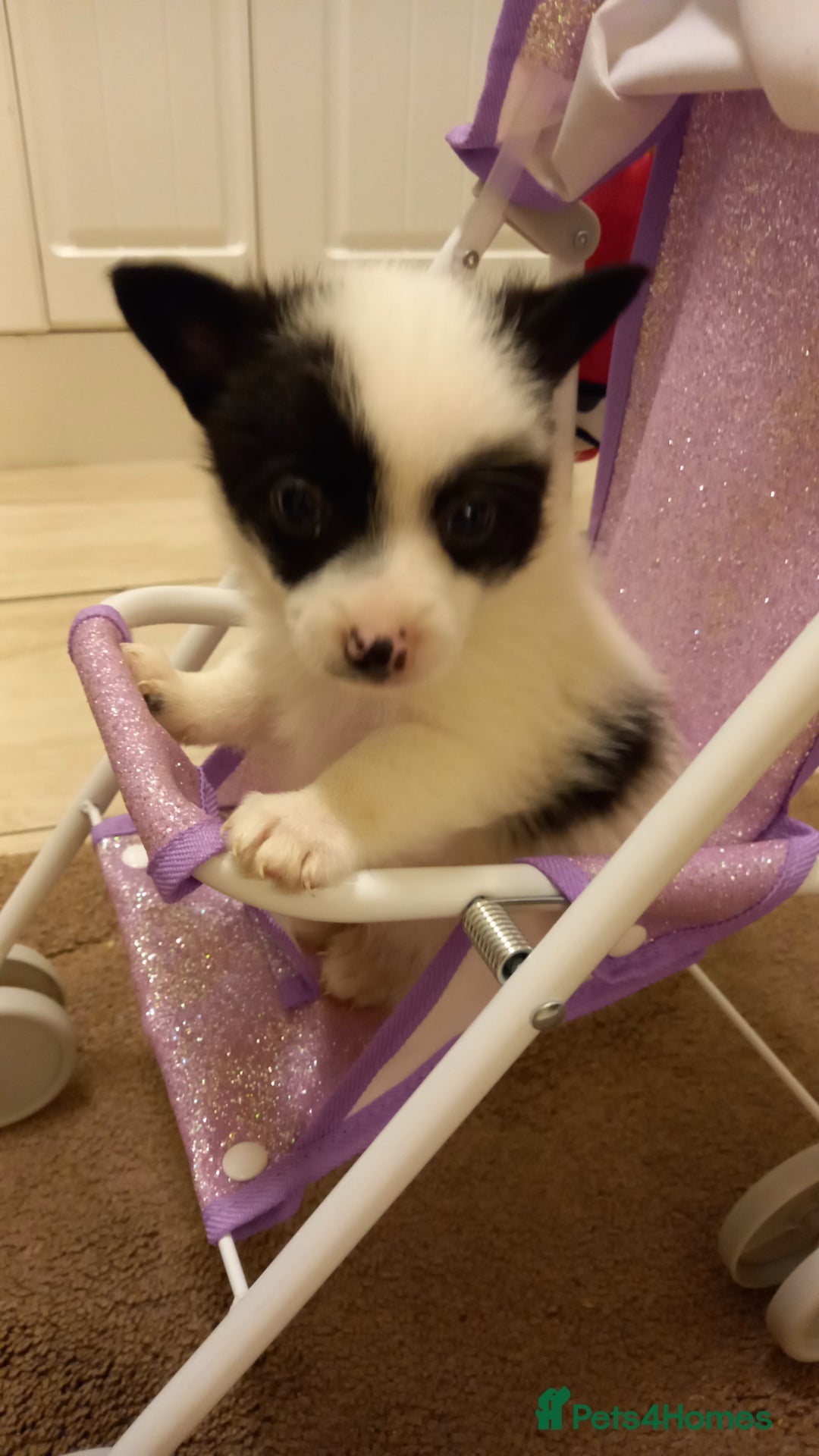 Mixed Breed dogs for sale: Jack Russell Pups in Braintree - Image 11
