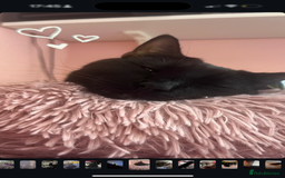 Domestic Shorthair cats for sale: Looking for a Loving Home for My Cat - Image 5
