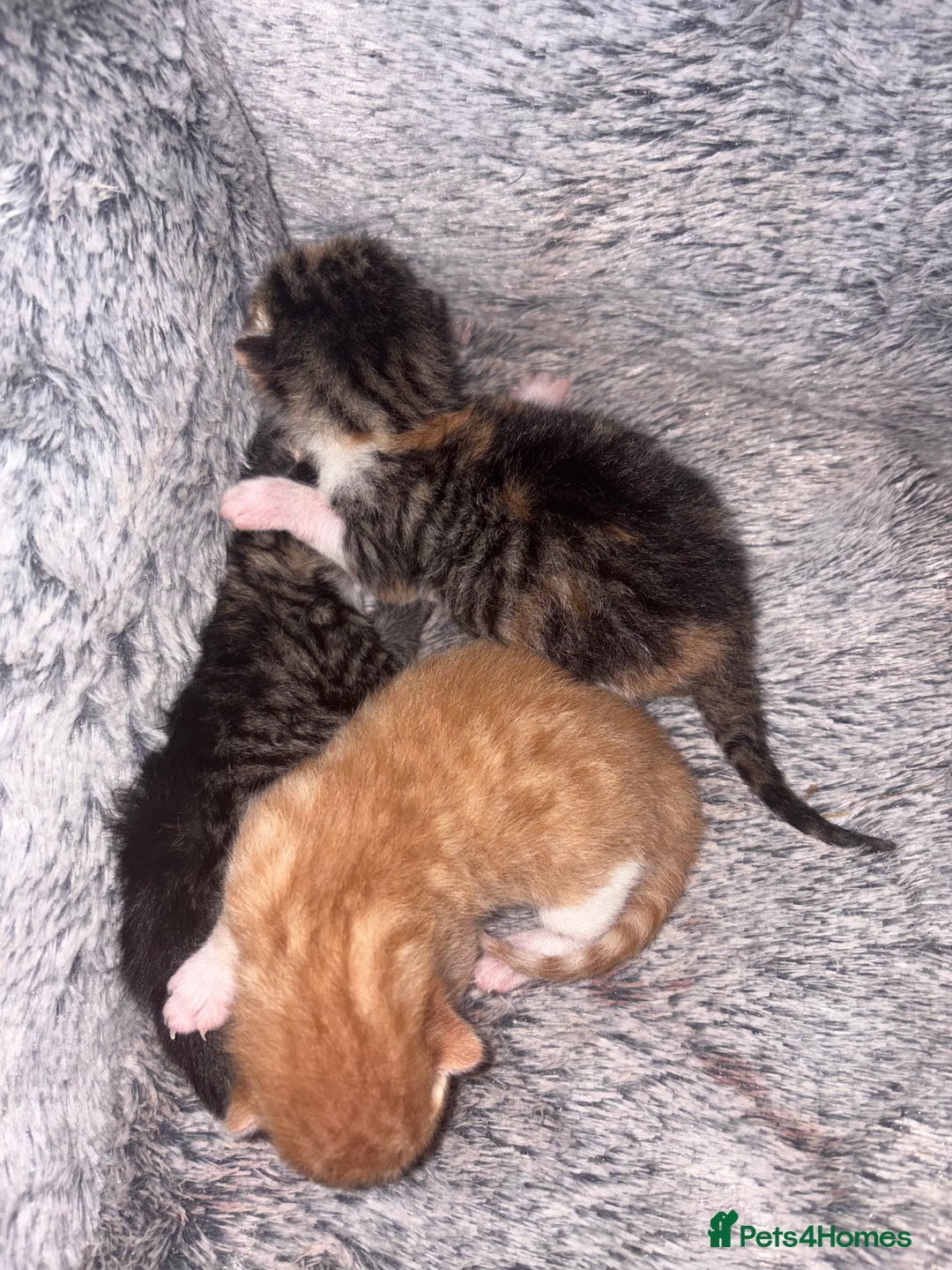 Mixed Breed cats for sale: Newborn kittens  - Advert 5