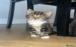 Mixed Breed cats for sale: 3 mixed tabby kittens. - Image 1