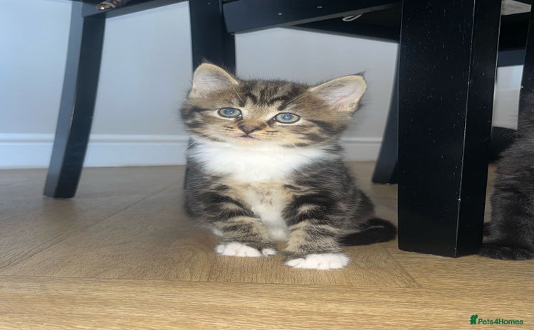 Mixed Breed cats - Advert 1