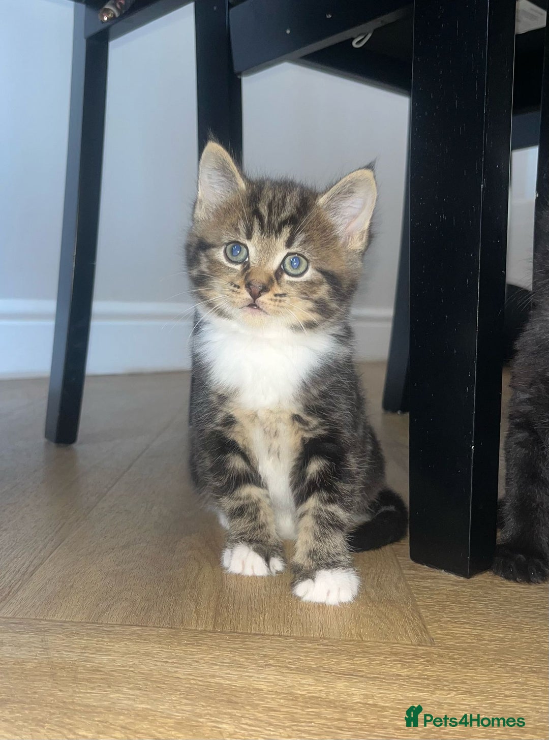 Mixed Breed cats for sale: 3 mixed tabby kittens. - Image 1
