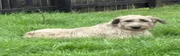 Irish Wolfhound dogs for sale: Stunning Irish Wolfhound Pups  - Advert 3