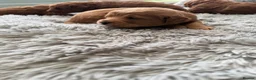 Labradoodle dogs for sale: ** 5 Beautiful Labradoodles Ready 29th November ** - Advert 16